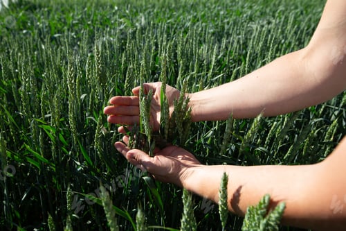 Preview: Close-up of hand touching wheat on field .