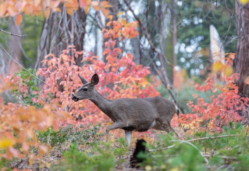 Preview: Deer in autumn forest