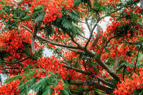 Preview: Flamboyant tree blossom