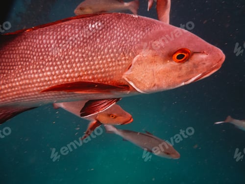 Preview: Fish in the ocean