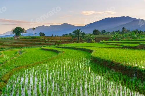 Preview: Beautiful morning view indonesia panorama landscape paddy fields