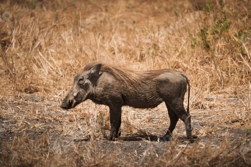 Preview: Common warthog walking in tarangire national park, tanzania