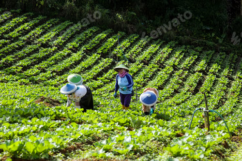 Preview: Pangalengan, Indonesia - 25 July 2025: Farmers Work on a Terraced Vegetable Field
