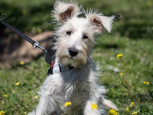 Preview: Puppy schnauzer in white color poses in a field with yellow flowers