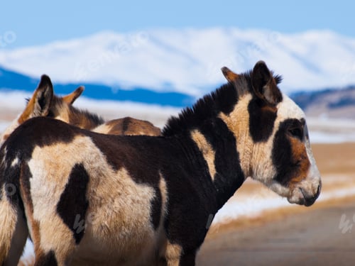 Preview: Donkey