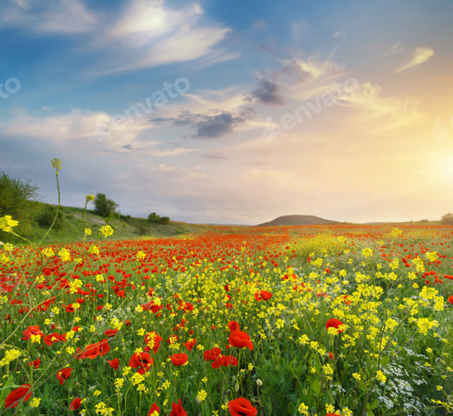 Preview: Nature landscape of spring fresh flower meadow poppies at sunset