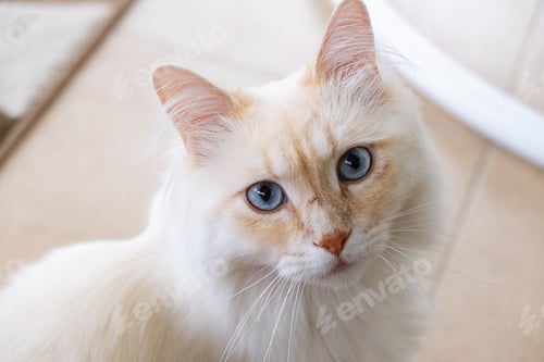 Preview: Beautiful muzzle of a cat with blue eyes