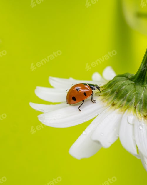 Preview: Insect ladybug red on a white daisy flower summer background