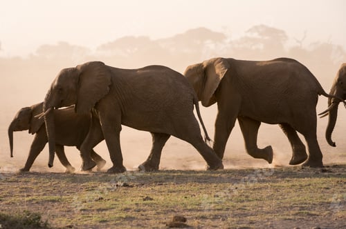 Preview: African elephants (Loxodonta africana), Amboseli National Park, Kenya, Africa