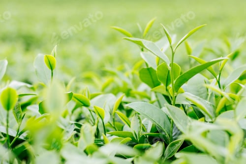 Preview: Green tea with blurry background
