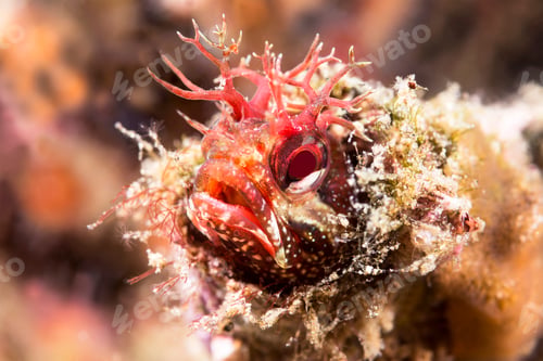 Preview: Close up fringe head blenny