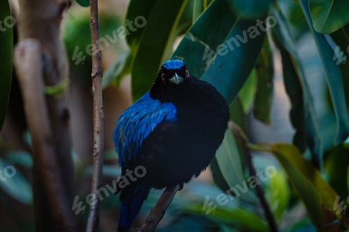 Preview: Asian Fairy-bluebird on the branches in the jungle