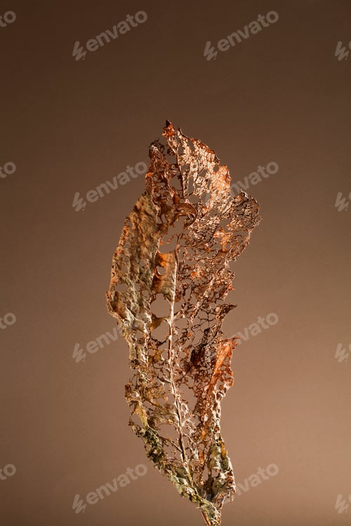 Preview: close up of dry leaf on brown background. natural background. minimal, stylish concept. boho