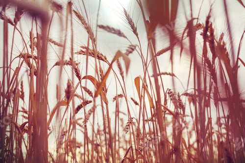 Preview: Wheat