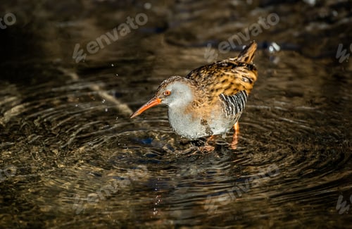 Preview: Closeup shot of a water rail bird