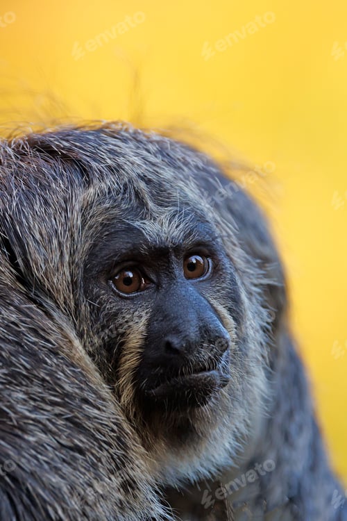 Preview: Close up shot of female white-faced saki (Pithecia)