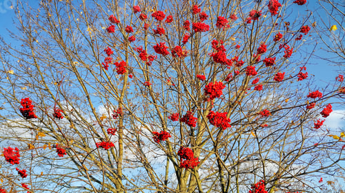 Preview: Branches of autumn mountain ash with bright red berries