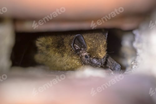 Preview: Hibernating pipistrelle bat in wall