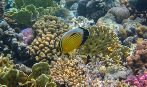 Preview: Blacktail butterflyfish or exquisite butterflyfish (Chaetodon austriacus) undersea.