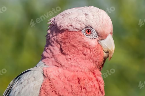 Preview: bird, cockatoo galah, parrot, pet