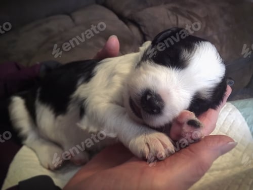 Visualização: Cachorro dormindo