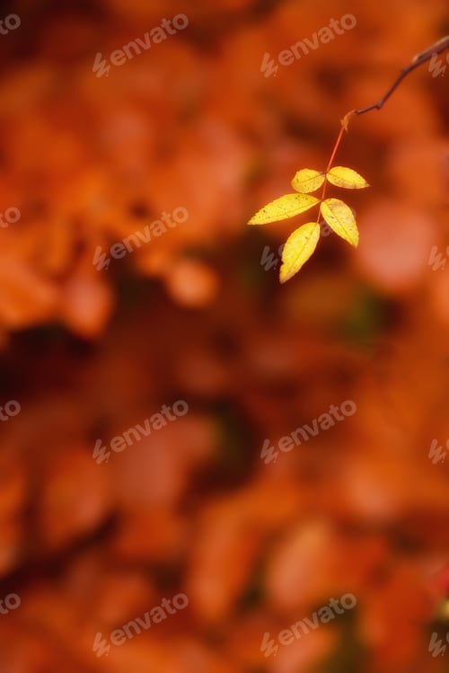 Preview: Autumn colors