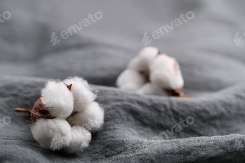 Preview: Cotton flower