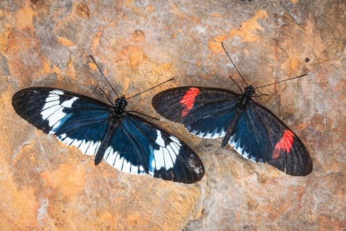 Preview: Top view of Heliconius butterflies on a rocky surface at daytime