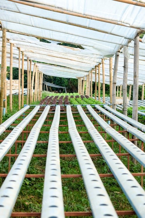 Preview: Hydroponics vegetable farm