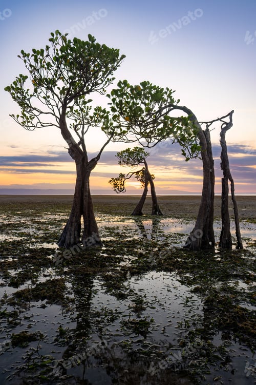 Preview: Dancing Mangrove Trees of Sumba Island in Indonesia.