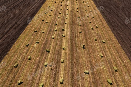 Preview: Alfalfa square hay bales in field after harvest, aerial view