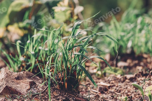 Preview: Young green sapling planting burning trees