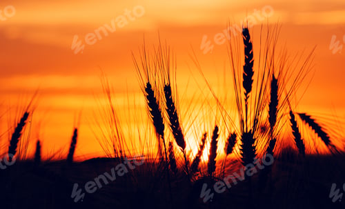 Preview: Silhouette of cereal crop ears in sunset