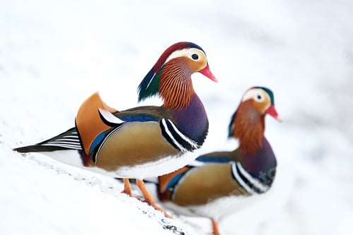Preview: Mandarin duck (Aix galericulata)
