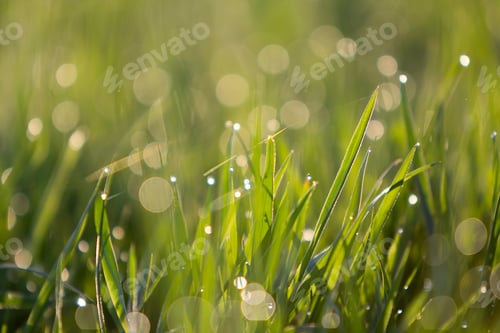 Preview: Close up macro abstract picture of lit by sun bright fresh clean light green grass blades