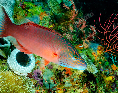 Preview: A Magical and Creative Indonesia underwater pictures
