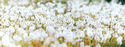 Preview: white seeds dandelions on the field on green grass, selected focus, bokeh