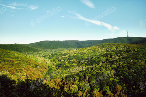 Preview: The view of the tree tops in forest with blue sky above them.