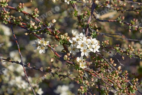 Preview: Ogon Spirea (Spiraea Thunbergii Ogon)