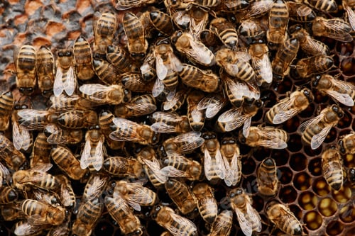 Preview: Top View of Swarm of Bees Producing Honey on Honeycomb at Apiary