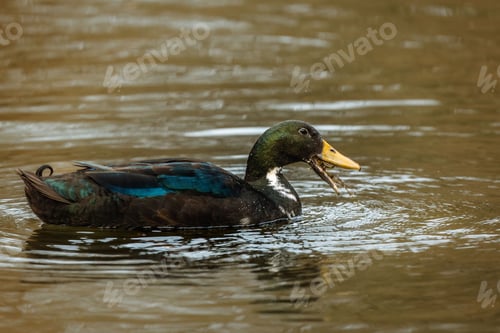 Preview: Closeup of a duck swimming in a pond