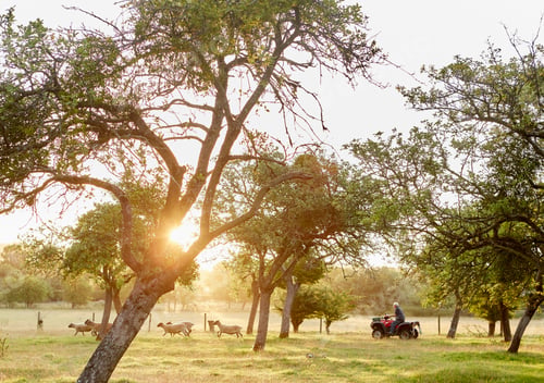 Preview: A farmer on a quadbike driving a small group of sheep across a field.