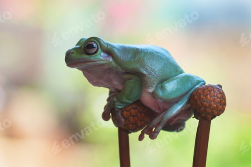Preview: Tree Frogs Sitting on a Branch