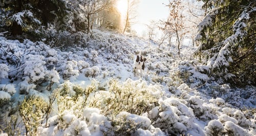 Preview: Dog surrounded by frozen plants in the snowy winter forest