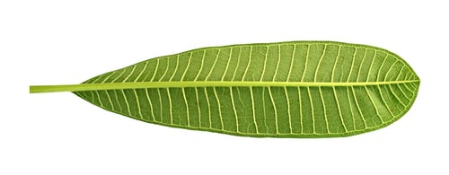 Preview: Frangipani leaf isolated on white background