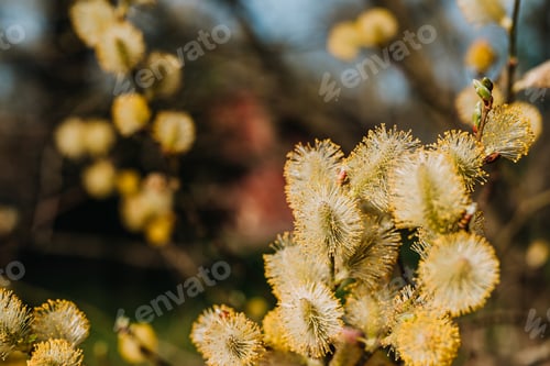 Preview: pussy willow flower on a branch in spring