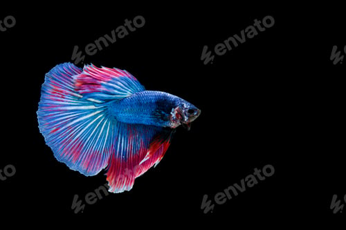Preview: Beautiful colorful of siamese betta fish