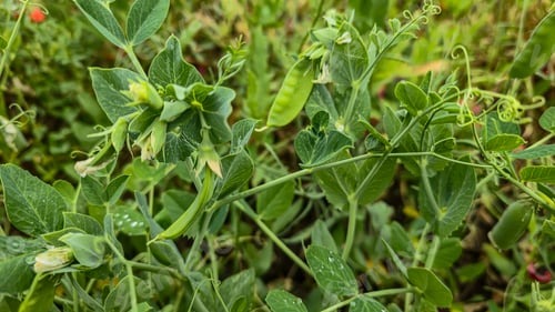 Preview: Growing peas in a summer cottage. Pea sprouts. Sunny weather.