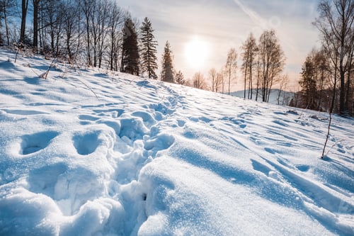 Preview: Snowy winter with sunset landscape background
