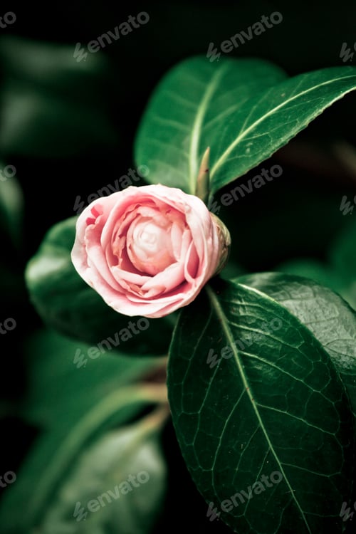 Preview: Perfect pink garden rose blossoming. Romantic concept. Vertical frame is great for magazine cover.